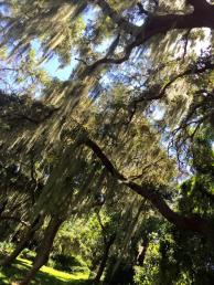 A beautiful day around my Florida home staring at the Spanish Moss that drapes our oak trees.