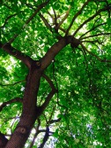 I sat under this beautiful tree in London to get out of the rain. Such a gorgeous natural space inside a huge busy city.